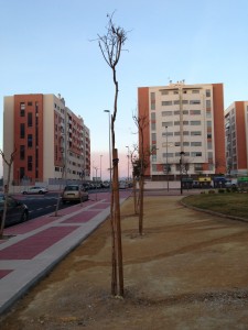 Árbol_seco_Fco_Alemán_a