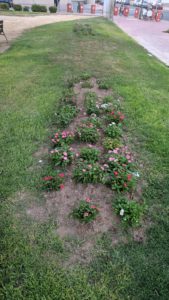 2019-08-05 Reposición flores en plantación familias en Joven Futura