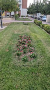2019-08-05 Reposición flores en plantación familias en Joven Futura