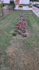 2019-08-05 Reposición flores en plantación familias en Joven Futura