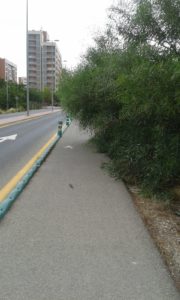 2019-08-05 Arbolado que impide el paso por zona peatonal Avenida Joven Futura