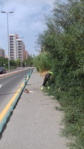 2019-08-07 Poda del arbolado que impedía el paso por zona peatonal Avenida Joven Futura