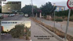 Montaje fotos cañas sin podar y podadas del 12-2-20 al 7-9-20 en Joven Futura