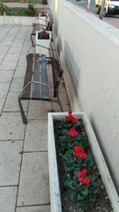 2021-01-25 Reposición de plantas en maceteros y arbustos en jardines de Joven Futura