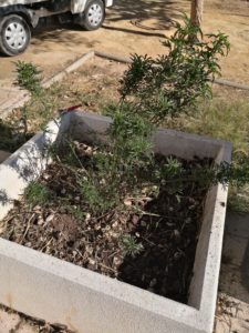 2021-01-25 Reposición de plantas en maceteros y arbustos en jardines de Joven Futura