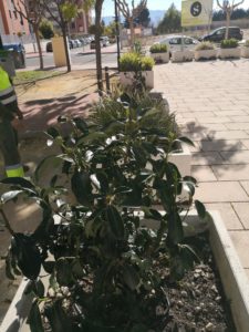 2021-01-25 Reposición de plantas en maceteros y arbustos en jardines de Joven Futura