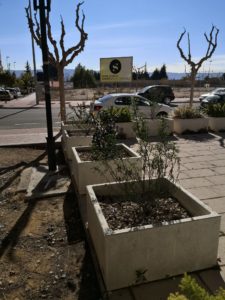 2021-01-25 Reposición de plantas en maceteros y arbustos en jardines de Joven Futura