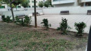 2021-01-25 Reposición de plantas en maceteros y arbustos en jardines de Joven Futura