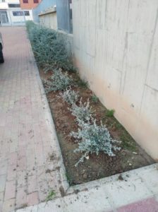 2021-01-25 Reposición de plantas en maceteros y arbustos en jardines de Joven Futura