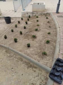 2021-02-22 Parterre replantado junto bar Rayuela Coffee & Beers en Joven Futura